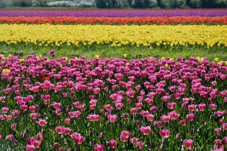 一片色彩缤纷的郁金香花田图片 花卉,花朵,花的特写,郁金香